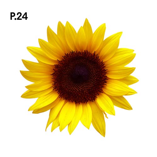 Přírodopis_motiv24.jpg Přírodopis_motiv24.jpg